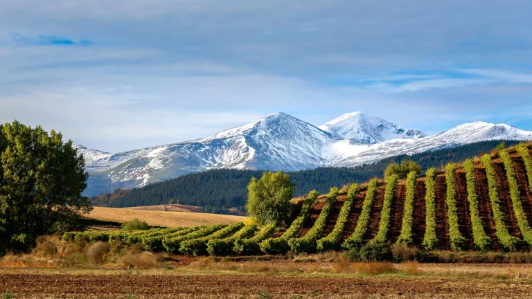 Vinmarker med San Lorenzo-bjerget som baggrund, La Rioja, Spanien