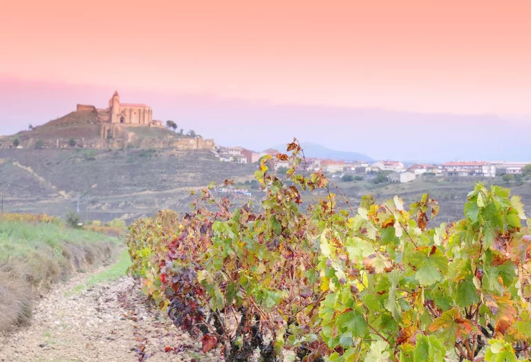 Vineyards in the province of La Rioja in Spain.